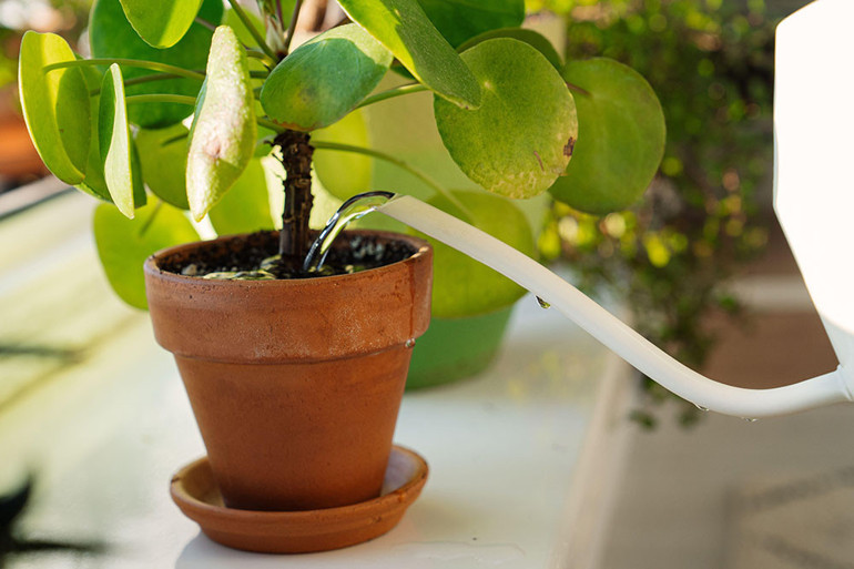 ASYA KAPLAN SİVRİSİNEĞİ DOSYASI | En çok saksı dibinde birikmiş sularda, sokağa bırakılan içecek kutularında ve su kaplarında ürüyor