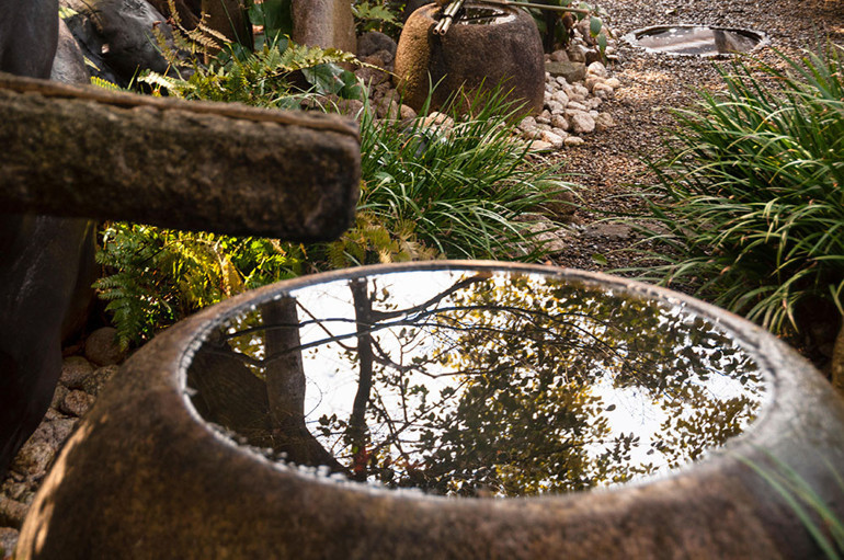 ASYA KAPLAN SİVRİSİNEĞİ DOSYASI | En çok saksı dibinde birikmiş sularda, sokağa bırakılan içecek kutularında ve su kaplarında ürüyor