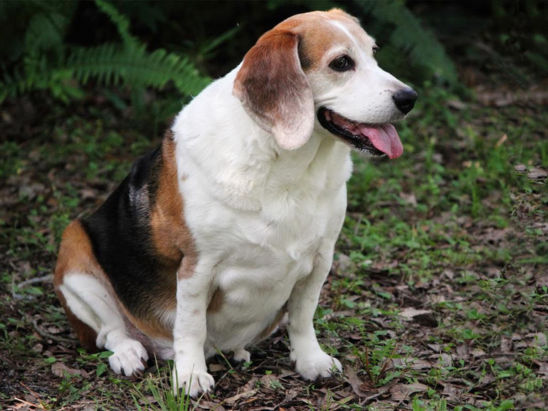 Köpeklerde beslenme kaynaklı hastalıklar