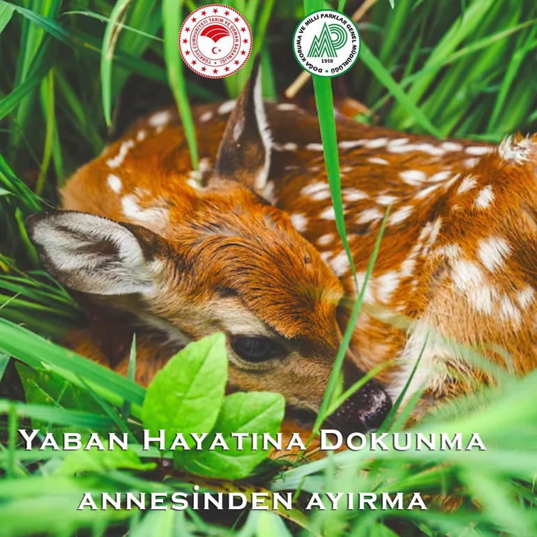 DKMPden geyik ve karaca yavruları için uyarı