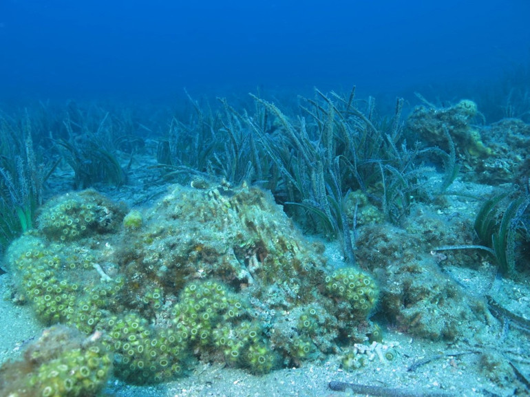 Taş mercanlar yok olma tehlikesi ile karşı karşıya