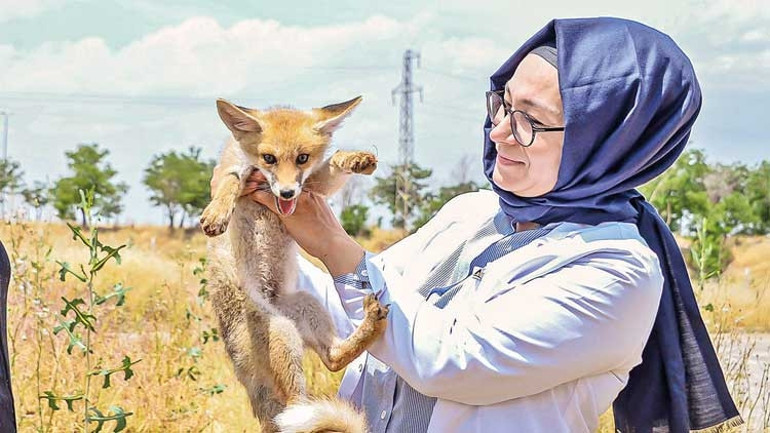 Öksüz tilkiye anne şefkati