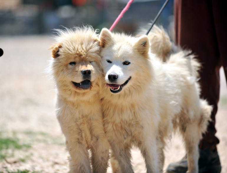 Yuva arıyorlar Sayıları her geçen gün artıyor