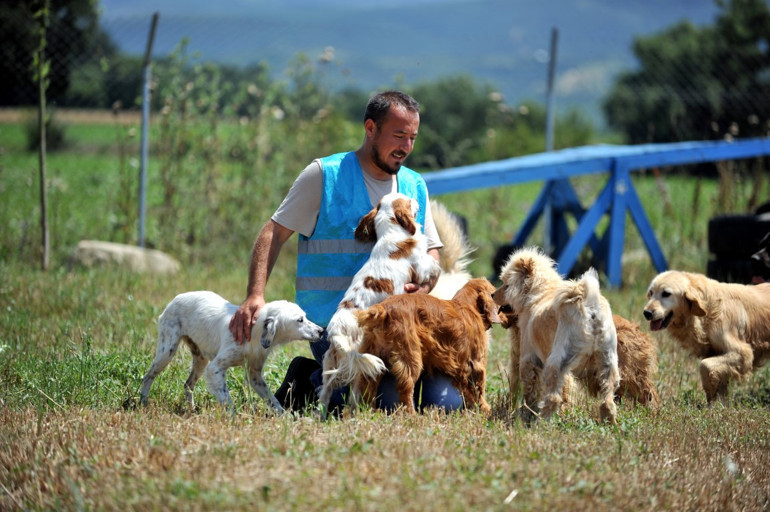 Yuva arıyorlar Sayıları her geçen gün artıyor