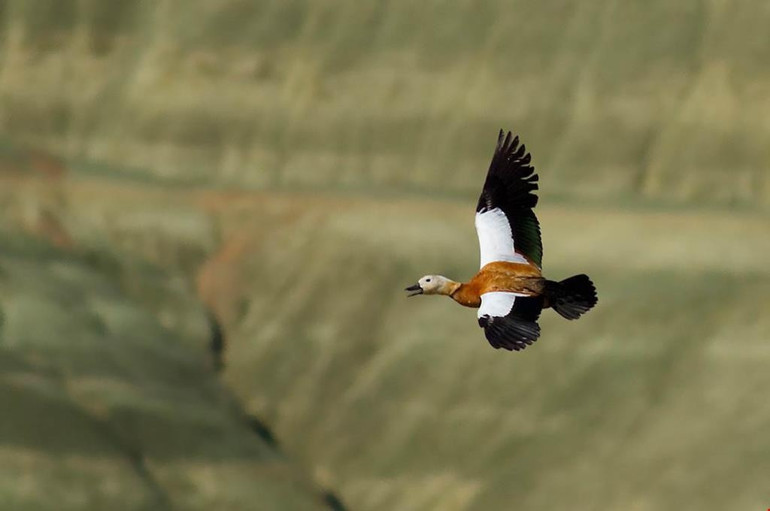 Ankara’da bayram havası