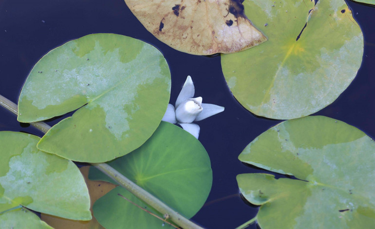 Nilüferleri ile ünlü Işıklı Gölünde, bayramda ziyaretçi yoğunluğu