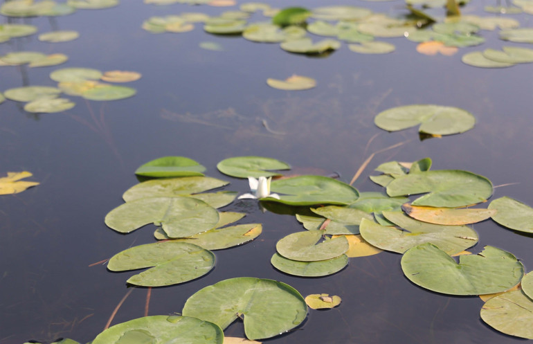Nilüferleri ile ünlü Işıklı Gölünde, bayramda ziyaretçi yoğunluğu