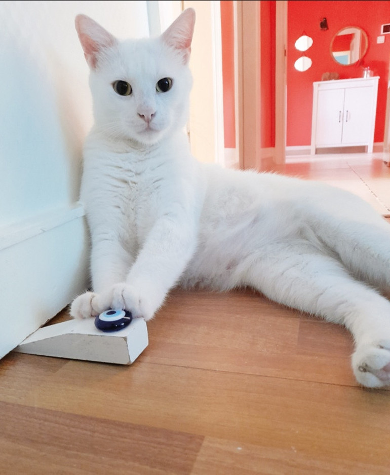 İsmiyle müsamma kediler