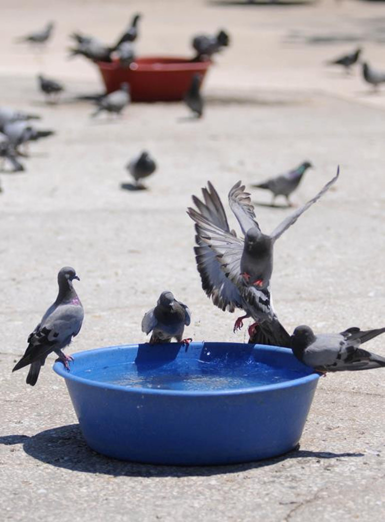 Hayvanlara ‘can suyu olun