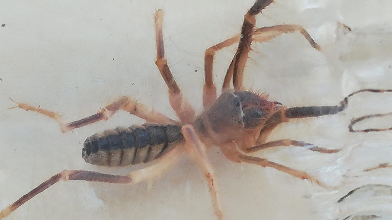 Sarıkız örümceği paniği Havalar ısınınca ortaya çıktı