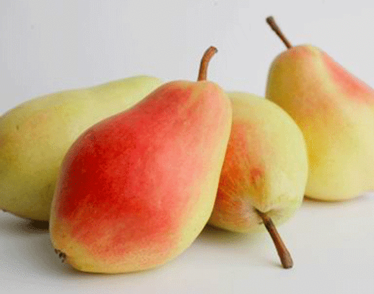 Santa Maria Bursa’nın neresinde