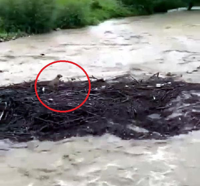 Karadeniz sel felaketi Dereler taştı, yollar göle döndü, evleri su bastı Trafik durma noktasına geldi