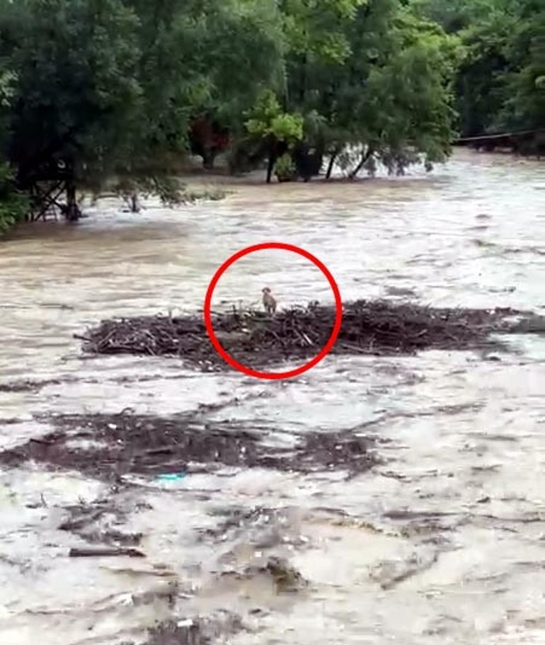 Melen Çayında sürüklenerek gözden kaybolmuştu Yavru köpeğin kurtulduğu ortaya çıktı