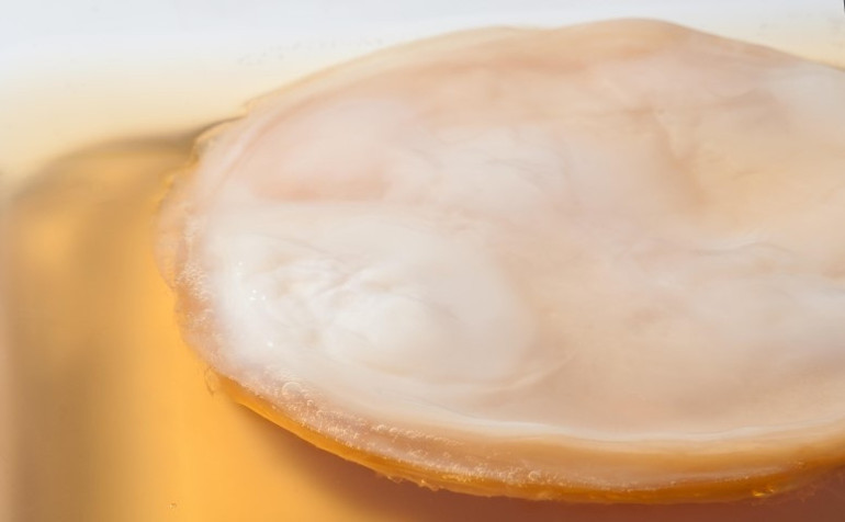 Kombucha gerçekten iddia edildiği gibi sağlıklı mı 11 soruda artıları ve eksileri ile kombu çayı dosyası…