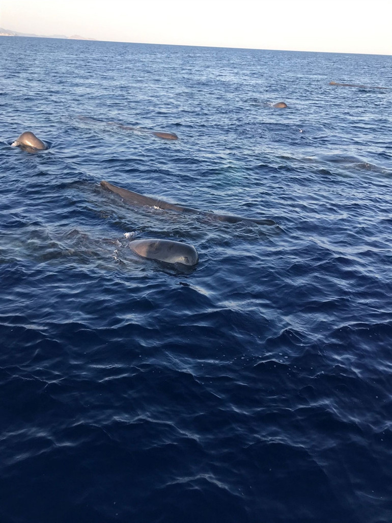 Kaş ve Fethiye açıklarında balinalar görüntülendi: Boyu 20 metreyi, ağırlıkları 57 tonu bulabiliyor
