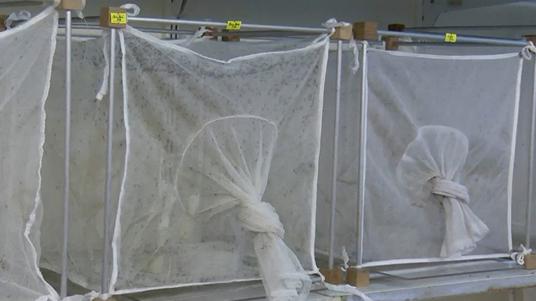 Türkiye’nin tüm sahil kesimine yayıldı... ‘Asya kaplan sivrisineğine karşı yeni mücadele