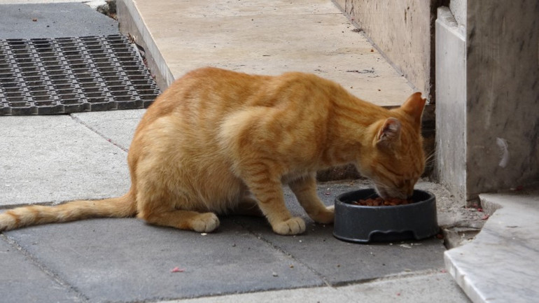 Yavru kedileri ezerek öldürdü, röportaj sırasında olay yerine geldi