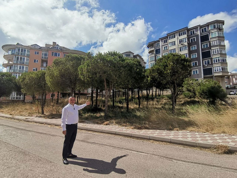 Ağaçların dili