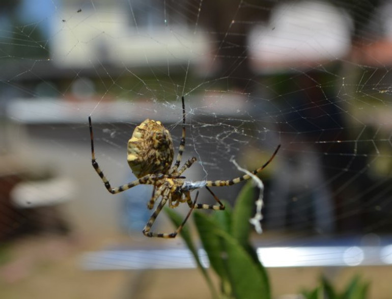Site bahçesinde yakaladı Çok tehlikeli bir tür: İnsanı öldürebiliyor