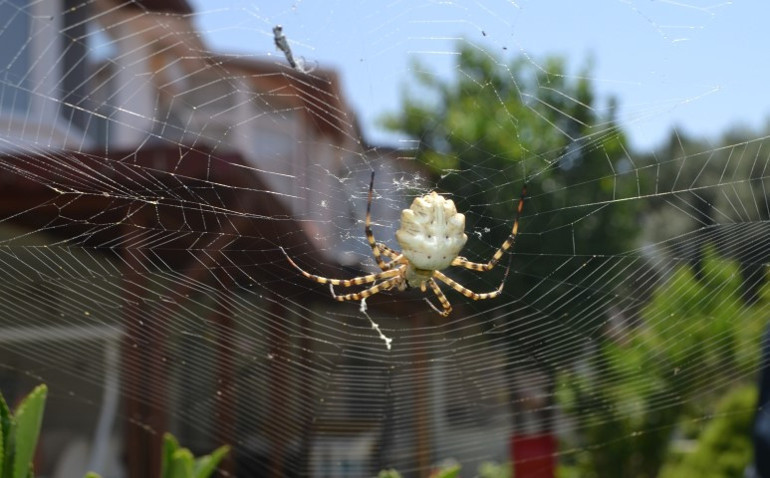 Site bahçesinde yakaladı Çok tehlikeli bir tür: İnsanı öldürebiliyor