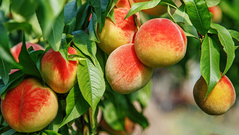 Meyve bahçelerinden sofralara: Yerel tatların mevsimlik şöleni