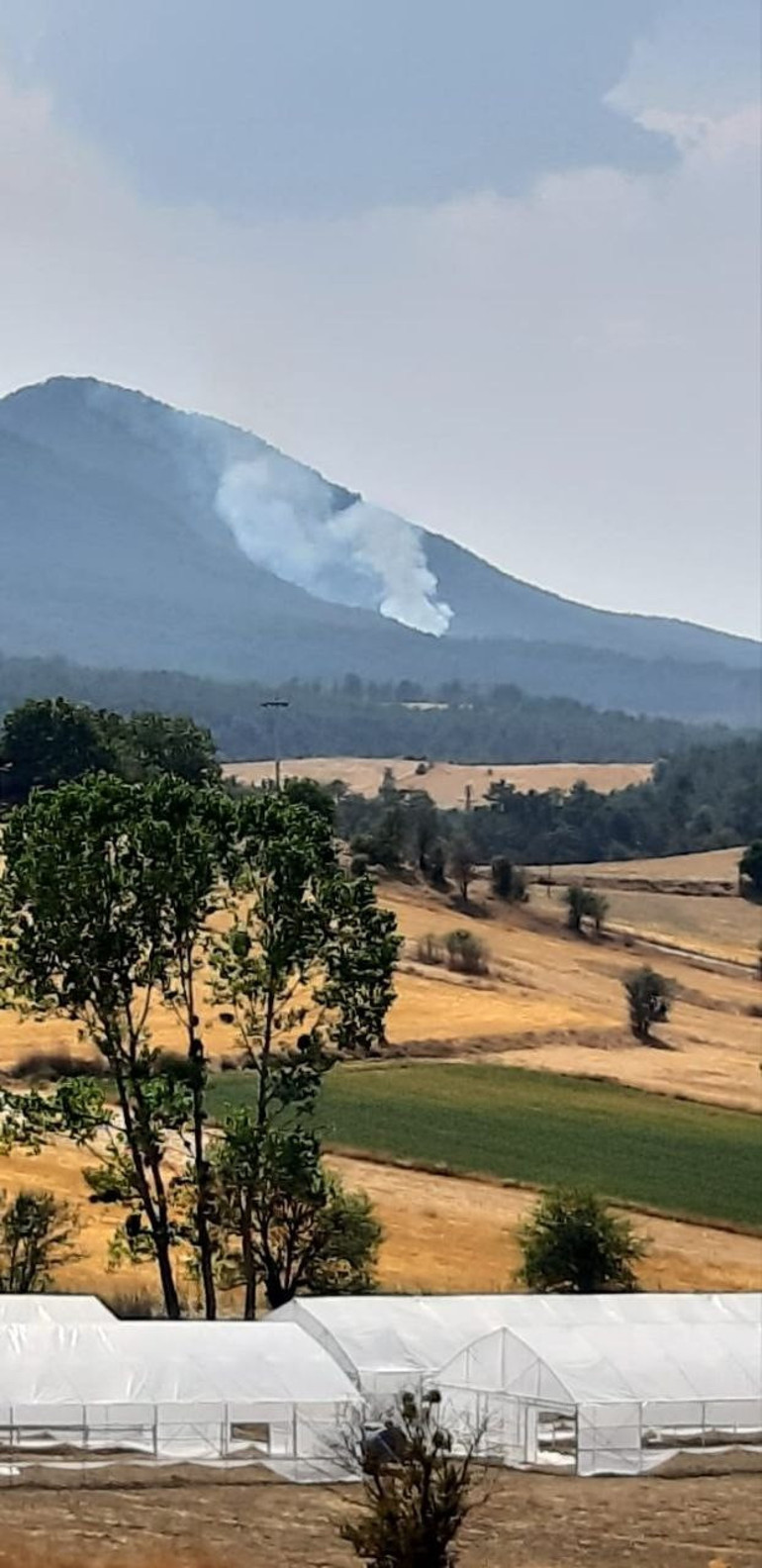 Kocaelindeki TÜBİTAK yerleşkesindeki orman yangını kontrol altına alındı