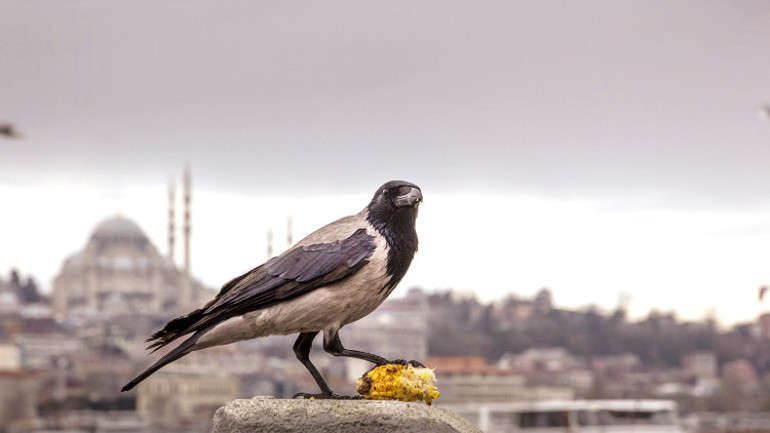 Fotoğraf çekmek incelik ister