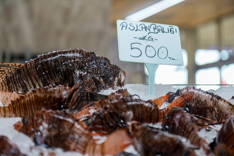 Çipuraya yakın bir tadı var... Aslan balığının fiyatı şaşırttı