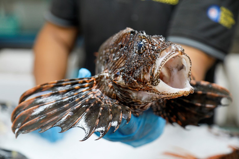Çipuraya yakın bir tadı var... Aslan balığının fiyatı şaşırttı