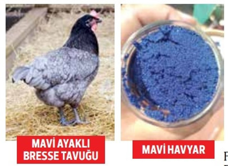 Ultra-lüks teknelerin deli deli siparişleri