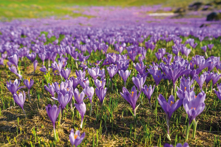 Tam bu mevsimde görmeli