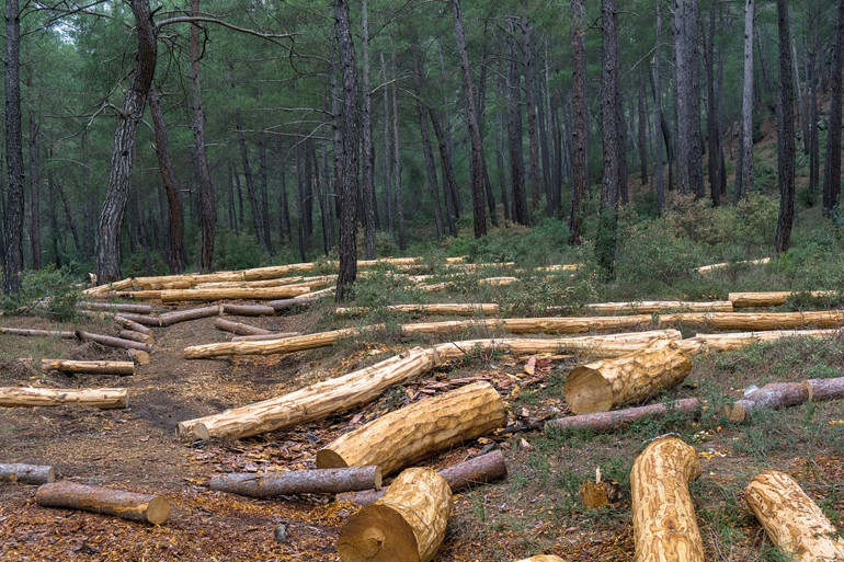 Tam bu mevsimde görmeli