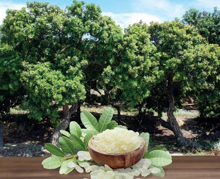 Çeşme’den sakız damlıyor