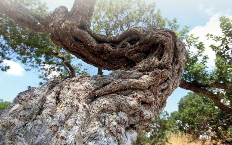 Çeşme’den sakız damlıyor