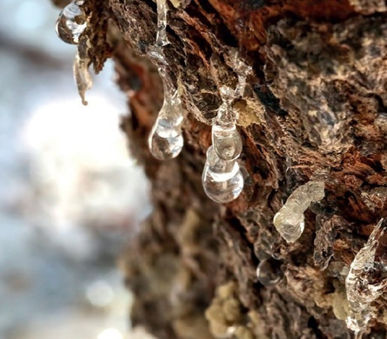Çeşme’den sakız damlıyor