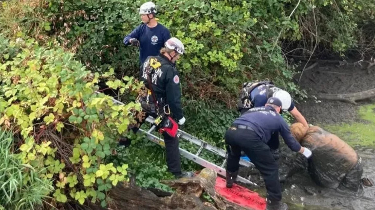 Üzerinde zincirler çamura gömülmüş halde bulundu, gizemi hastanede çözüldü