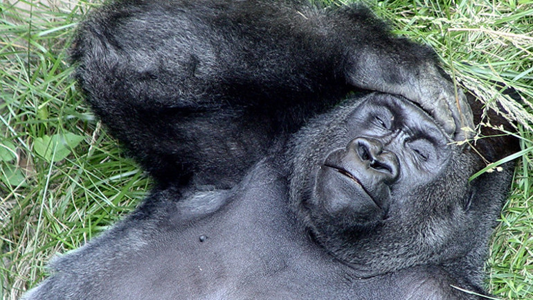 Rüya gören sadece biz değiliz Mürekkep balıklarından örümceklere tüm canlılar uykuda hareket halinde