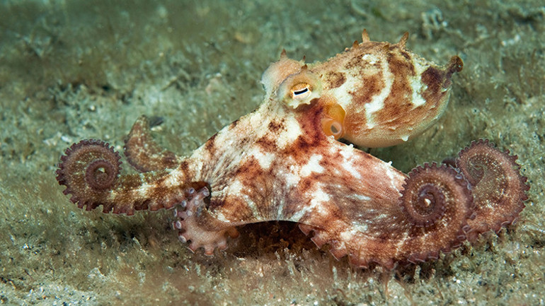 Rüya gören sadece biz değiliz Mürekkep balıklarından örümceklere tüm canlılar uykuda hareket halinde