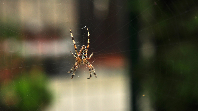 Rüya gören sadece biz değiliz Mürekkep balıklarından örümceklere tüm canlılar uykuda hareket halinde