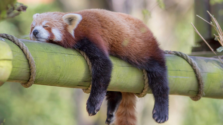 Rüya gören sadece biz değiliz Mürekkep balıklarından örümceklere tüm canlılar uykuda hareket halinde