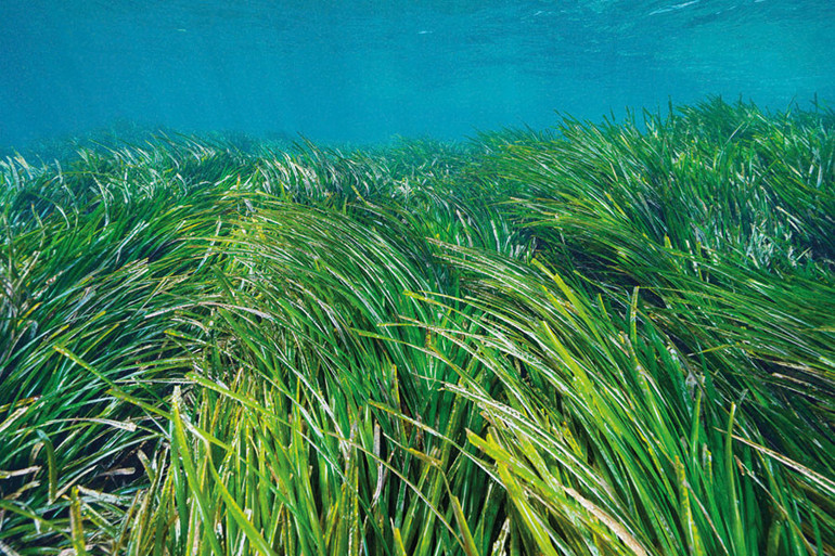 Marmara’nın son oksijen deposu koruma altına alınıyor