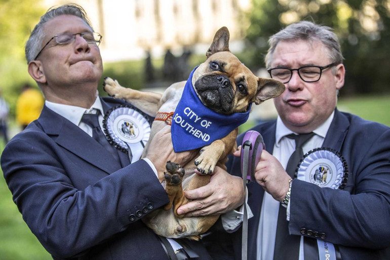 İngiltere, ‘Westminster Yılın Köpeği’ni seçecek