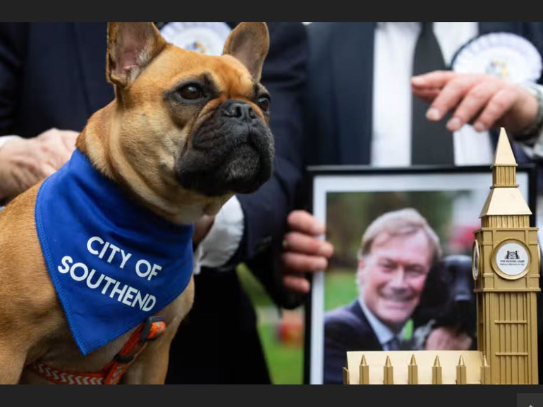 İngiltere, ‘Westminster Yılın Köpeği’ni seçecek