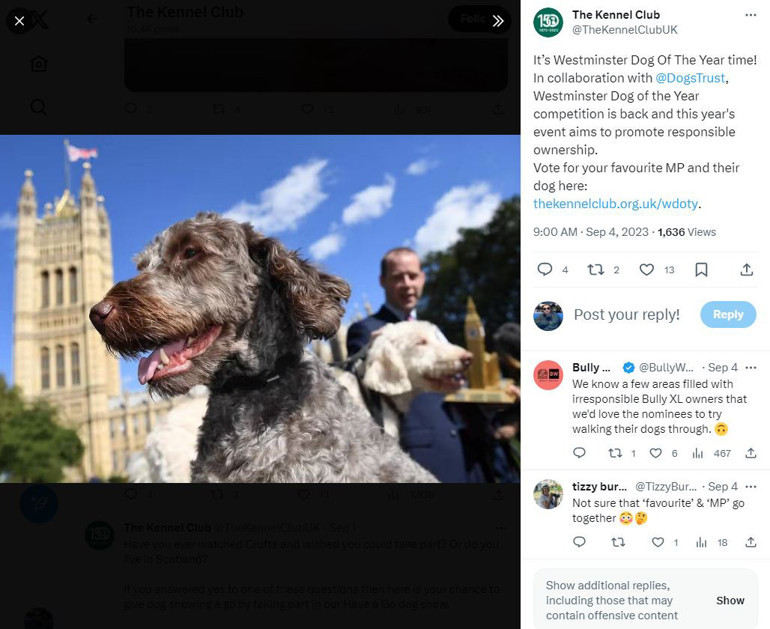 İngiltere, ‘Westminster Yılın Köpeği’ni seçecek