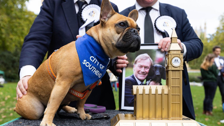 İngiltere, ‘Westminster Yılın Köpeği’ni seçecek