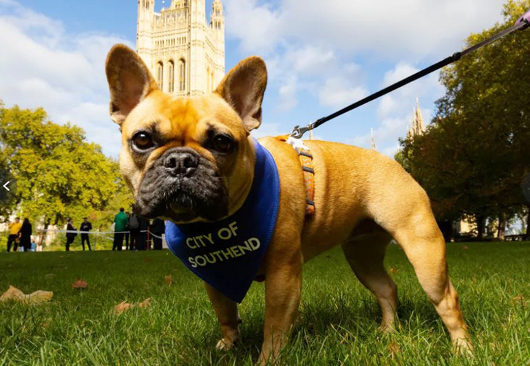 İngiltere, ‘Westminster Yılın Köpeği’ni seçecek