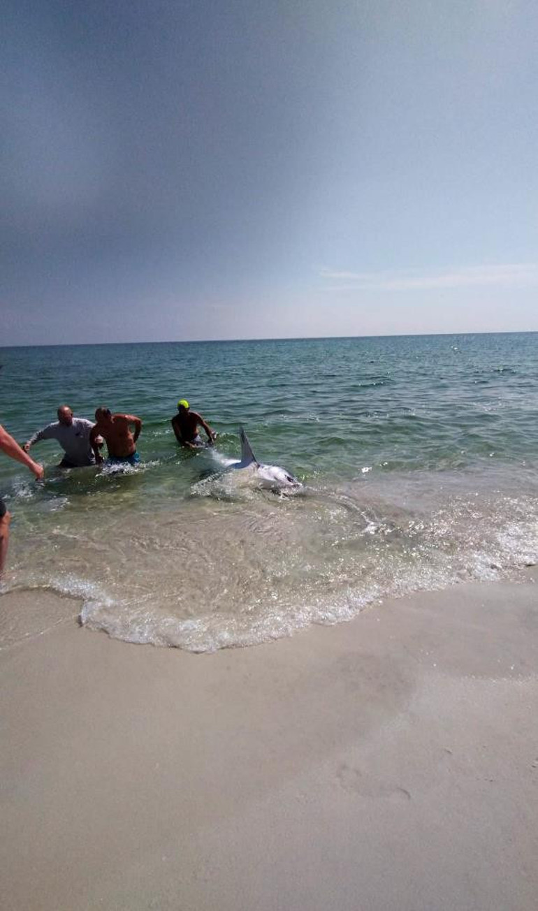 Köpek balığını kuyruğundan çekerek okyanusa bıraktılar