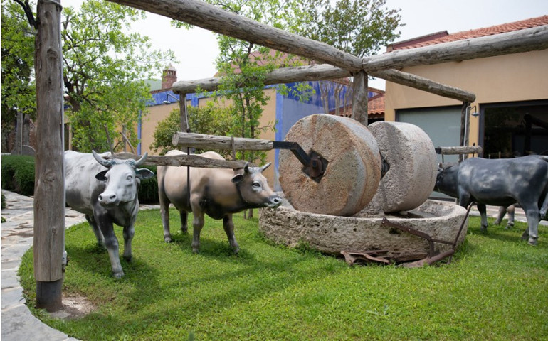 Gezgin - Erkan İyigüngör Eve sığmayan koleksiyon zeytin müzesine dönüştü