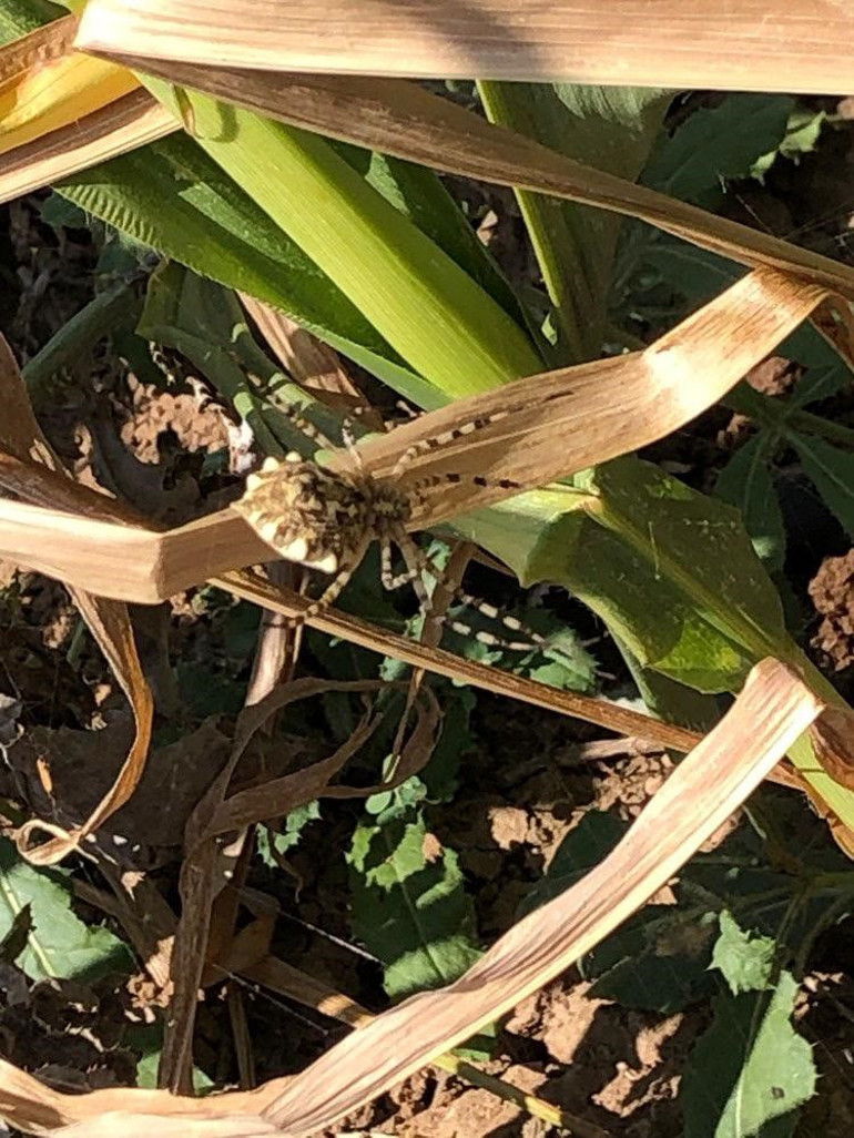 Zehirli örümcek türü yine ortaya çıktı