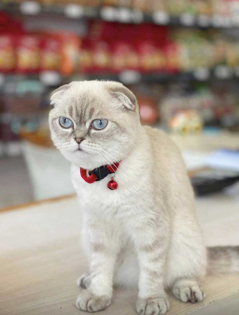 İçimizin milli yağları eridi